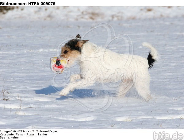 Parson Russell Terrier im Schnee / dog in snow / HTFA-009079