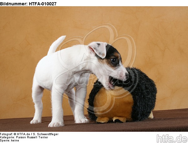 Parson Russell Terrier Welpe / PRT puppy / HTFA-010027