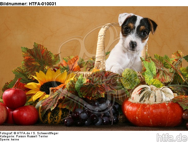 Parson Russell Terrier Welpe Portrait / PRT puppy portrait / HTFA-010031