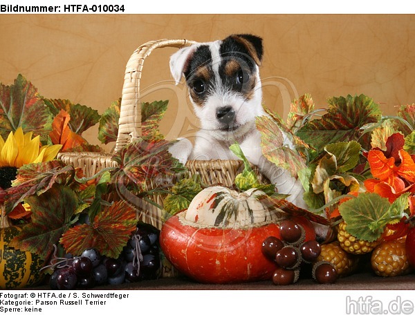 Parson Russell Terrier Welpe Portrait / PRT puppy portrait / HTFA-010034