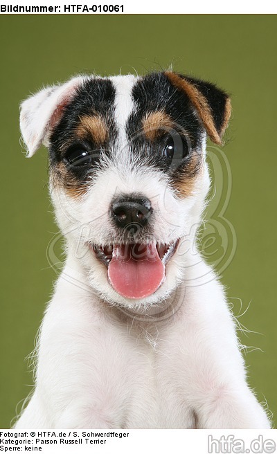 Parson Russell Terrier Welpe Portrait / PRT puppy portrait / HTFA-010061