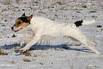 Parson Russell Terrier rennt durch den Schnee / running PRT in snow