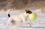 Parson Russell Terrier spielt im Schnee / prt plays in snow