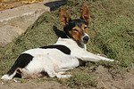 Jack Russell Terrier