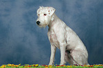 Parson Russell Terrier