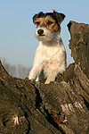 Parson Russell Terrier