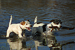 Jack und Parson Russell Terrier / Jack and Parson Russell Terrier