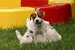 Jack Russell Terrier Welpen / Jack Russell Terrier puppies