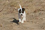 Parson Russell Terrier Welpe / parson russell terrier puppy