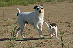 Parson Russell Terrier