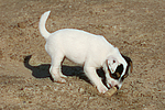 Parson Russell Terrier Welpe / parson russell terrier puppy