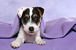 Parson Russell Terrier Welpe / parson russell terrier puppy