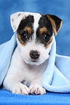 Parson Russell Terrier Welpe / parson russell terrier puppy