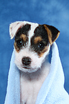 Parson Russell Terrier Welpe / parson russell terrier puppy