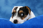 Parson Russell Terrier Welpe / parson russell terrier puppy