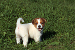 Jack Russell Terrier Welpe / jack russell terrier puppy