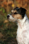 Parson Russell Terrier