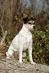 Parson Russell Terrier