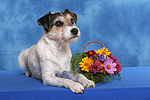 Parson Russell Terrier