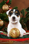 Parson Russell Terrier Welpe zu Weihnachten / PRT puppy at christmas