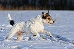 Parson Russell Terrier rennt durch den Schnee / PRT running through snow