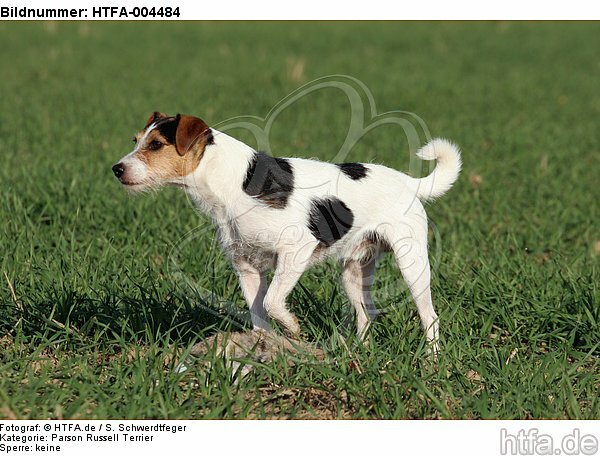 Parson Russell Terrier / HTFA-004484