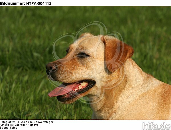 Labrador Retriever / HTFA-004412