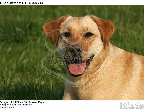 Labrador Retriever / HTFA-004414