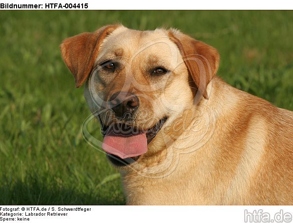 Labrador Retriever / HTFA-004415