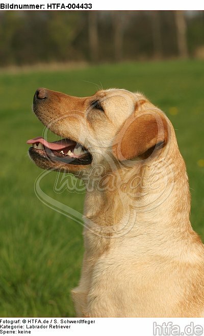 Labrador Retriever / HTFA-004433