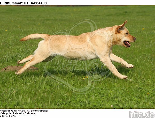 Labrador Retriever / HTFA-004436