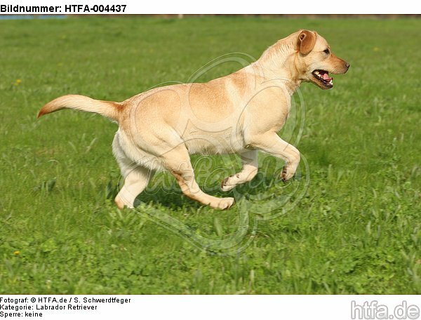 Labrador Retriever / HTFA-004437