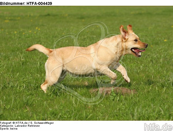 Labrador Retriever / HTFA-004439