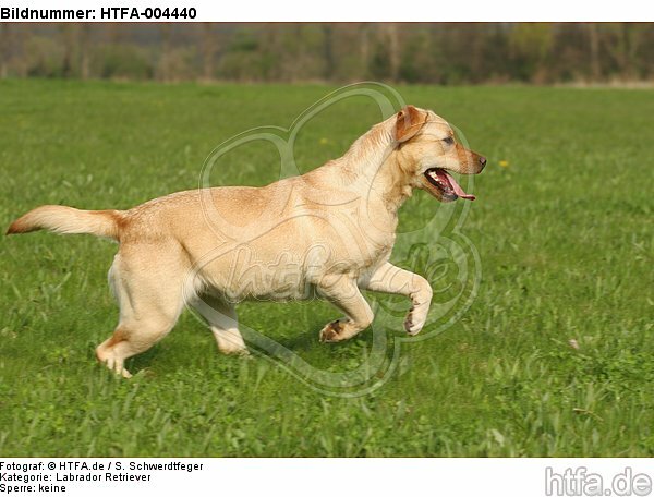 Labrador Retriever / HTFA-004440