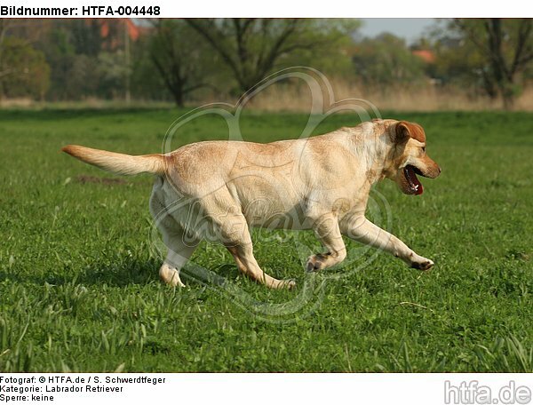 Labrador Retriever / HTFA-004448