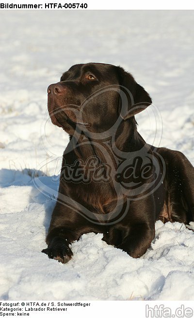 Labrador Retriever / HTFA-005740