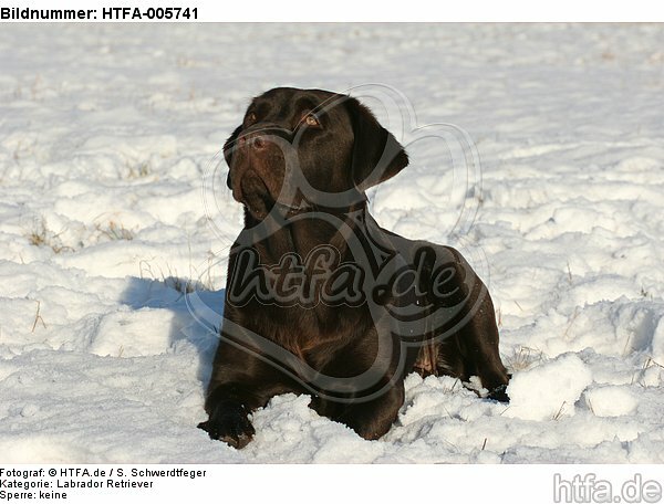 Labrador Retriever / HTFA-005741