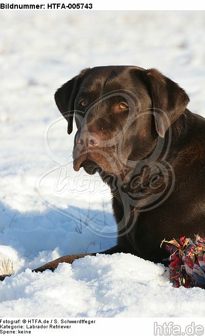 Labrador Retriever / HTFA-005743