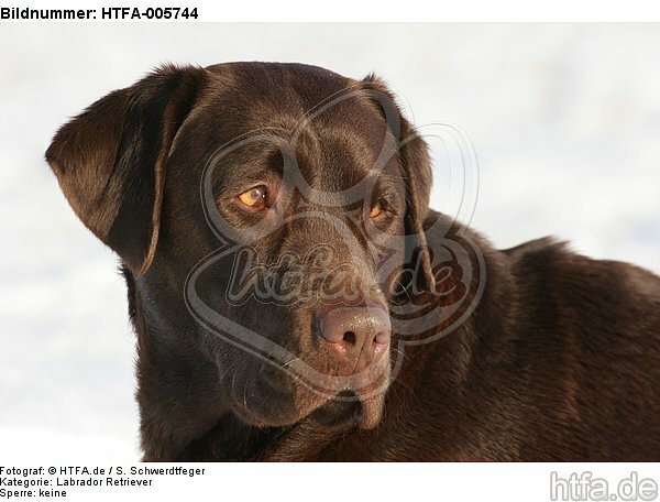 Labrador Retriever / HTFA-005744