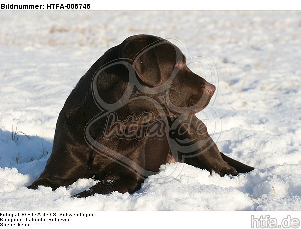 Labrador Retriever / HTFA-005745