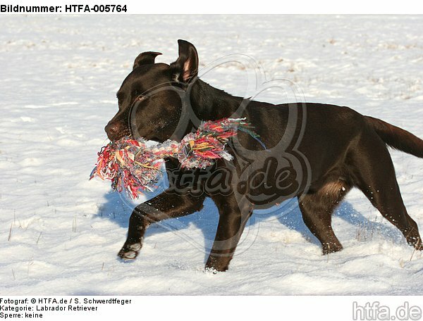 Labrador Retriever / HTFA-005764