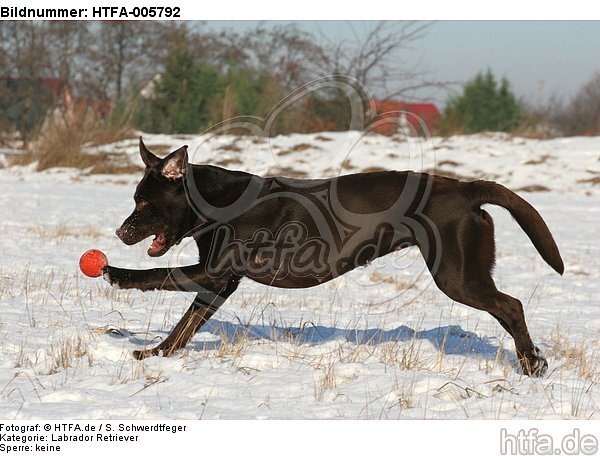 Labrador Retriever / HTFA-005792