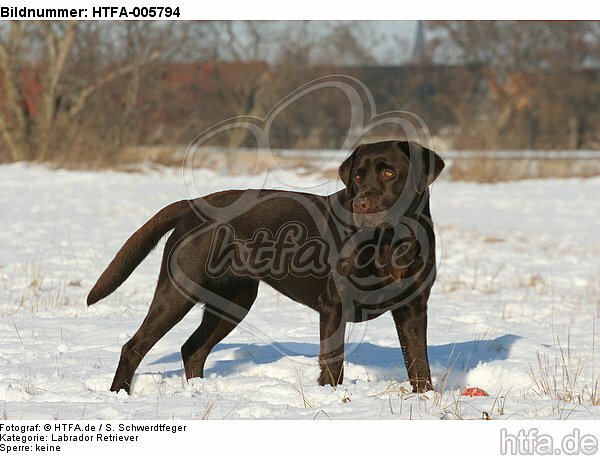 Labrador Retriever / HTFA-005794