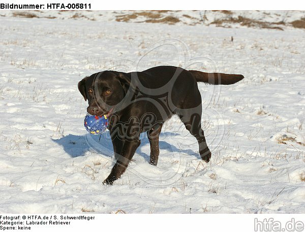 Labrador Retriever / HTFA-005811