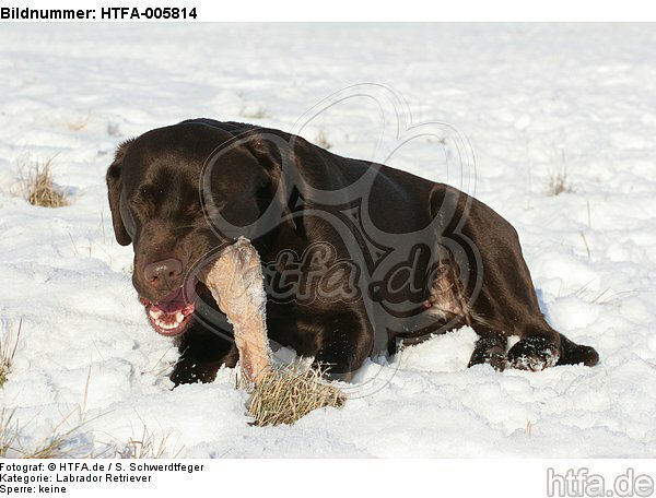 Labrador Retriever / HTFA-005814