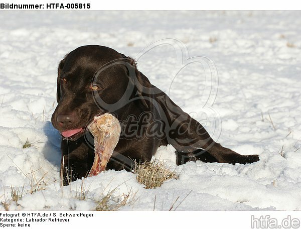 Labrador Retriever / HTFA-005815