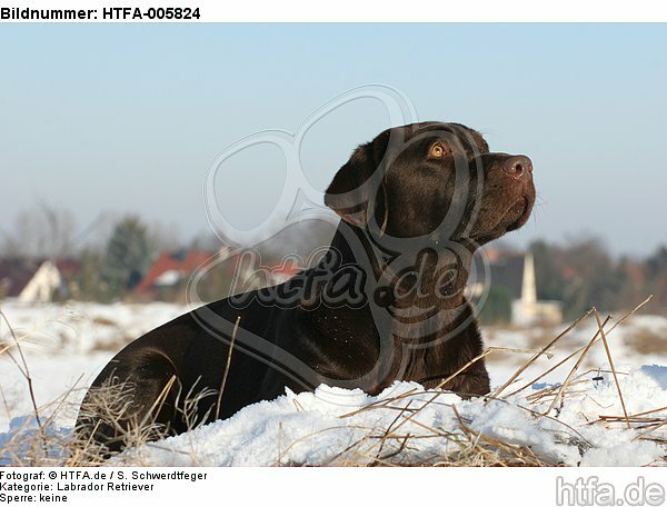 Labrador Retriever / HTFA-005824