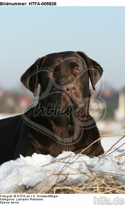 Labrador Retriever / HTFA-005826