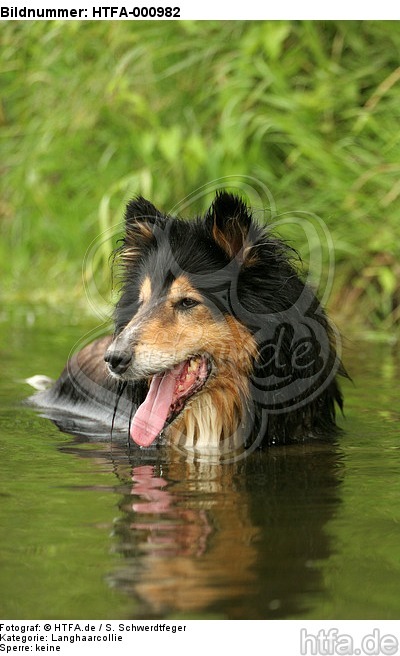 badender Langhaarcollie / bathing longhaired collie / HTFA-000982