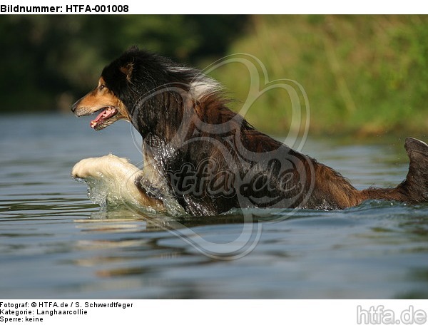 badender Langhaarcollie / bathing longhaired collie / HTFA-001008